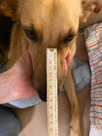 Wie sitzt mein Maulkorb / Maulkorb-Beratung-Beitrag-Bild