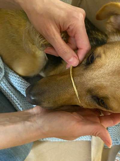 Wie sitzt mein Maulkorb / Maulkorb-Beratung-Beitrag-Bild