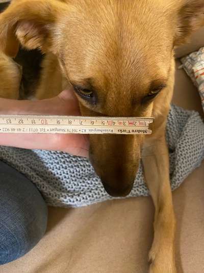 Wie sitzt mein Maulkorb / Maulkorb-Beratung-Beitrag-Bild