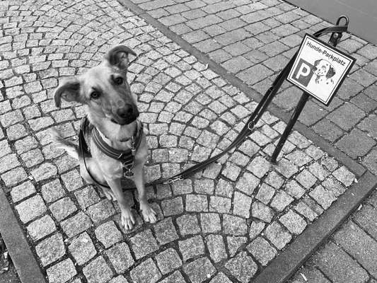 Foto-Challenge 76: Foto in Schwarz-Weiss-Beitrag-Bild