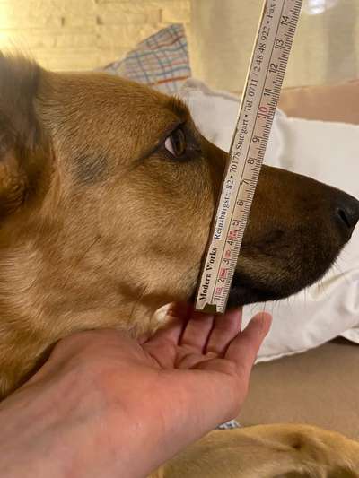 Wie sitzt mein Maulkorb / Maulkorb-Beratung-Beitrag-Bild