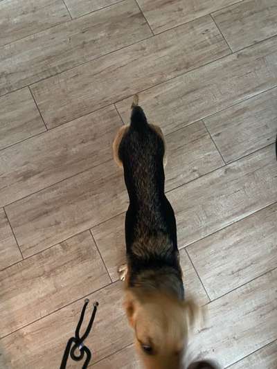 Der Gewichts-Thread-Beitrag-Bild