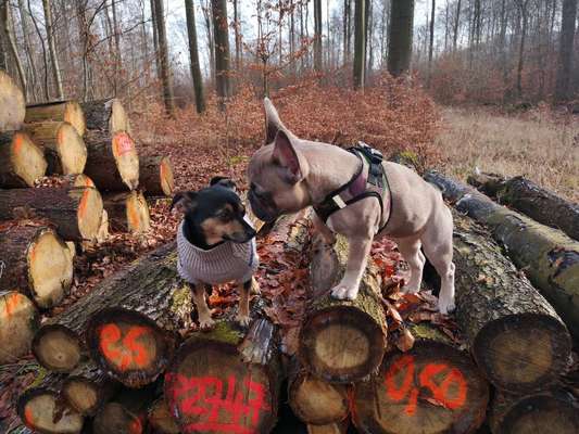 Fotochallenge Nr. 51 "Euer Hund mit anderen Tieren"-Beitrag-Bild
