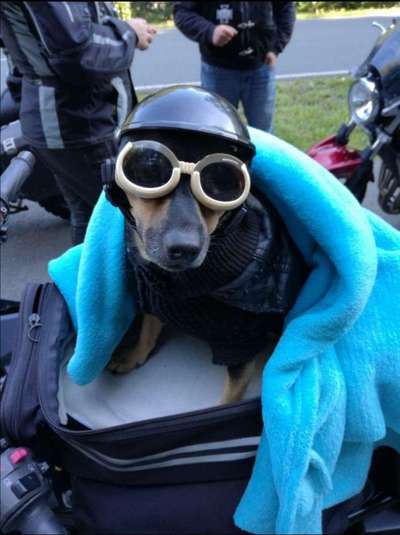 Die Dogorama Kalender Challenge Titelbild-Beitrag-Bild