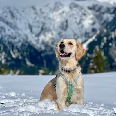 Hundetreffen-Social Walk-Bild