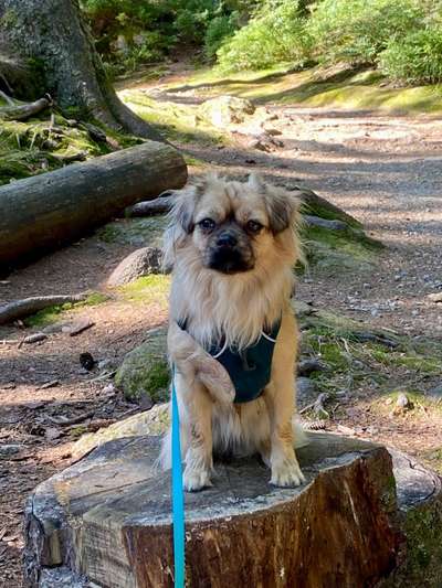 Pekinese/Pekingese-Beitrag-Bild