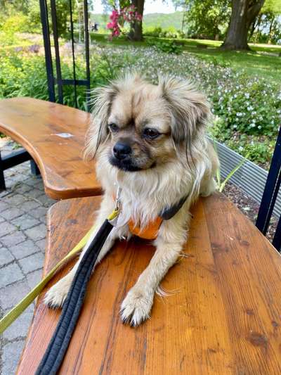 Pekinese/Pekingese-Beitrag-Bild