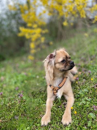 Fotochallenge No. 26                                     Wald und Wiese-Beitrag-Bild