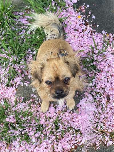 Pekinese/Pekingese-Beitrag-Bild