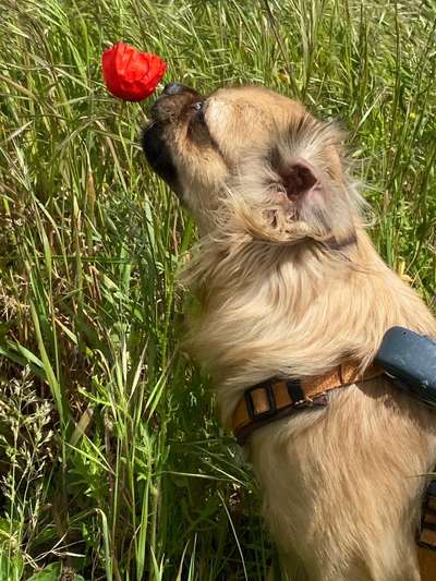 Die Dogorama Monats Challenge "Es grünt und blüht"-Beitrag-Bild