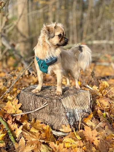 Mischlingshunde Foto Aufruf-Beitrag-Bild