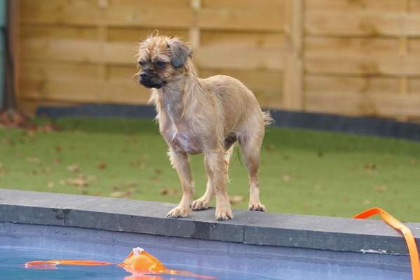 Dogorama-Monats-Challenge-Mai "Wasser"-Beitrag-Bild