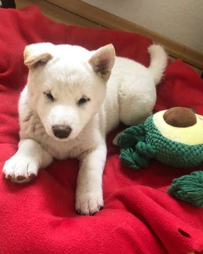 Welpen Bilder !-Beitrag-Bild