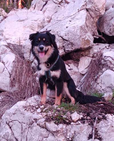 Mischlingshunde Foto Aufruf-Beitrag-Bild