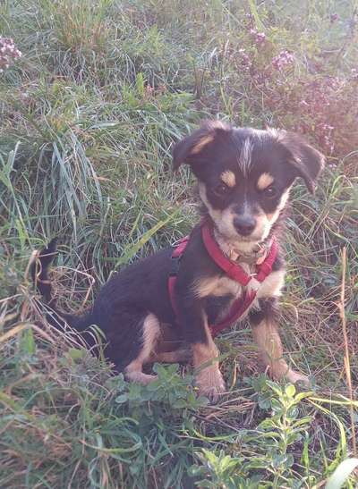 Mischlingshunde Foto Aufruf-Beitrag-Bild