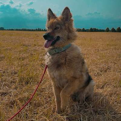Hundetreffen-Gassifreund und Spielgefährte gesucht-Bild