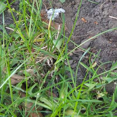 Giftköder-Gift im Busch-Bild