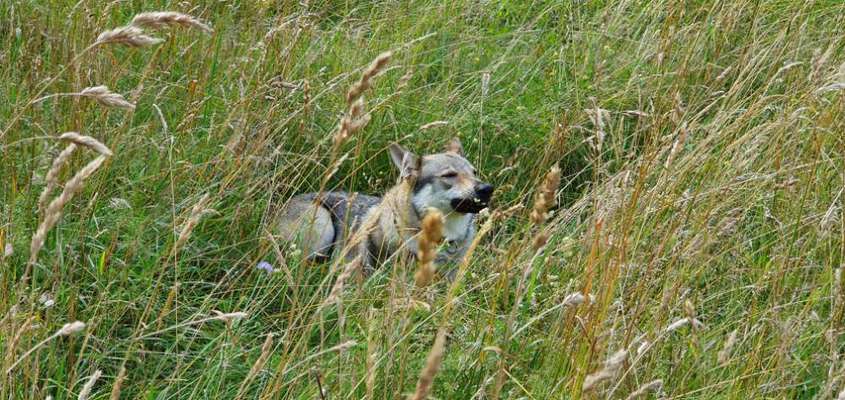 Wolfhunde Besitzer TWH oder SWH hier?-Beitrag-Bild