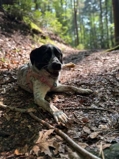 Hundetreffen-Nettes Treffen-Bild