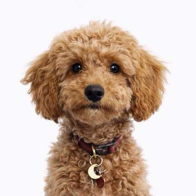 Hundetreffen-Stuttgart Pudel & Doodle Treff