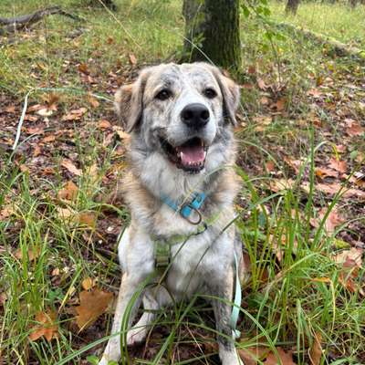 Hundetreffen-Gassirunden zum Trainieren