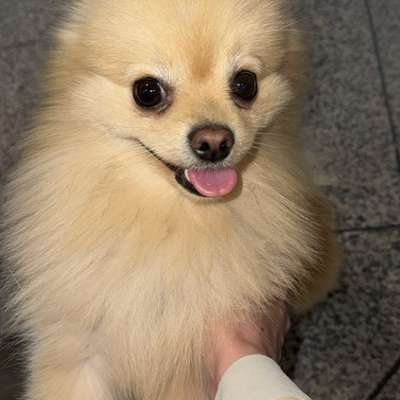 Hundetreffen-Kleine-Hunde-Treffen-Bild