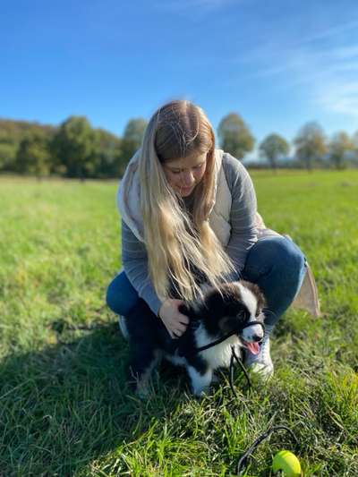 Hundetreffen-Spiel/Training/Gassi-Bild