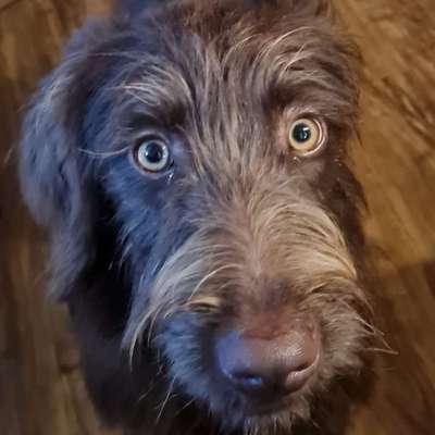 Hundetreffen-Gassirunden und Hundesitting