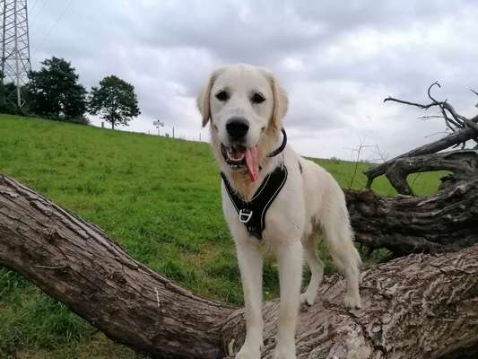 Wo sind die Golden Retriever Liebhaber?-Beitrag-Bild