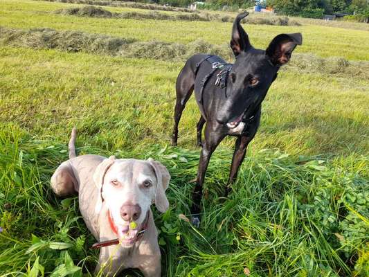 Windhunde - Treffen der besonderen Schönheiten
HERZLICH WILLKOMMEN-Beitrag-Bild