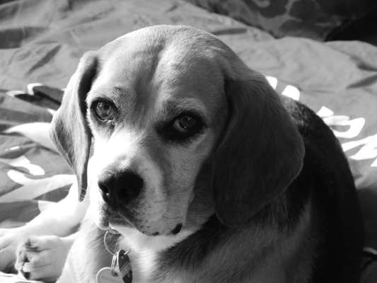 Abschied von meinem Hund-Beitrag-Bild