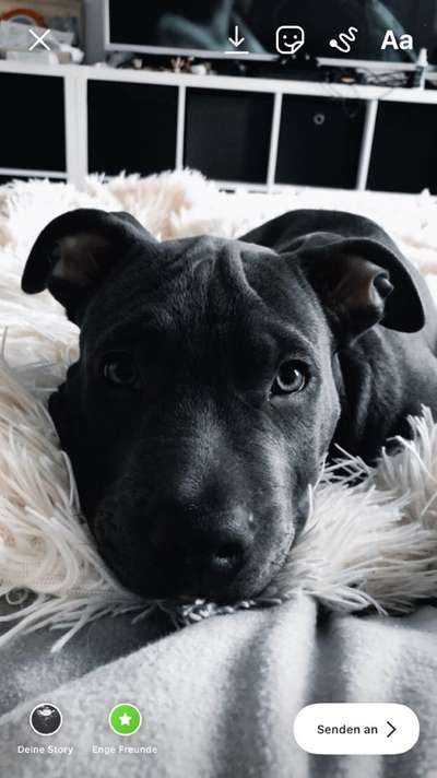 Welpen Bilder !-Beitrag-Bild