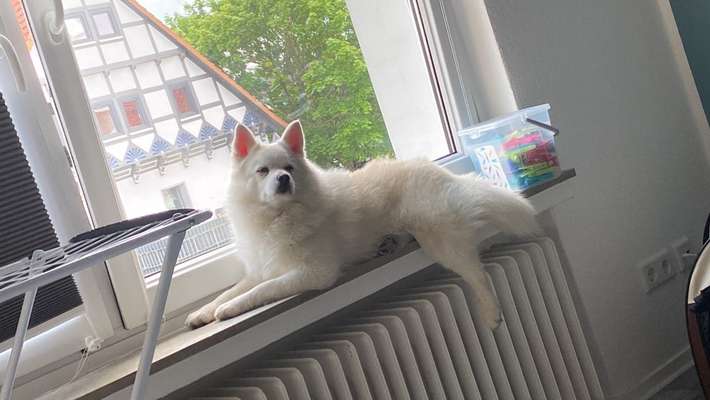 TierschutzhundeStammtisch🐕-Beitrag-Bild