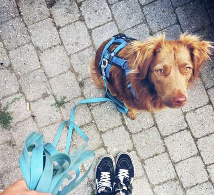 TierschutzhundeStammtisch🐕-Beitrag-Bild