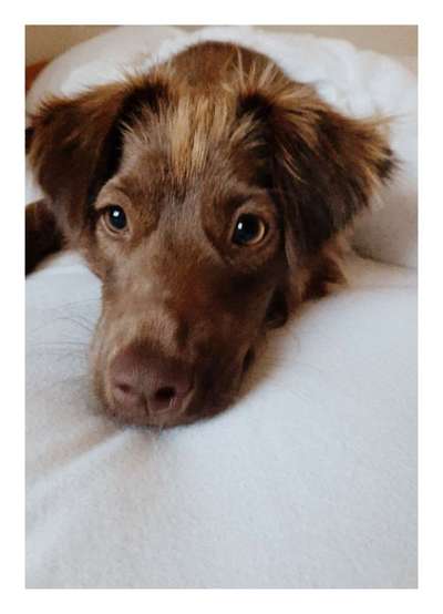 Dogorama Photo Challenge - Hundeblick zum hinschmelzen-Beitrag-Bild