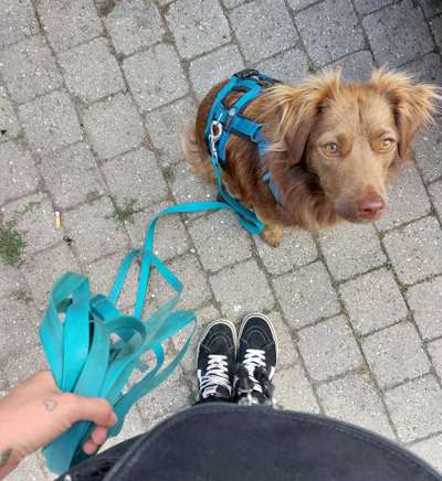 Nova Scotia Duck Tolling Retriever-Beitrag-Bild