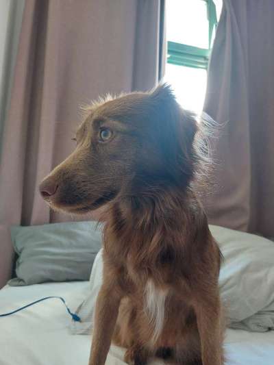 Nova Scotia Duck Tolling Retriever-Beitrag-Bild