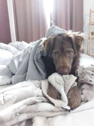 Hund knabbert und nuckelt an Decken-Beitrag-Bild