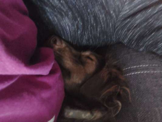 Vertrauen zwischen Hund und Halter-Beitrag-Bild