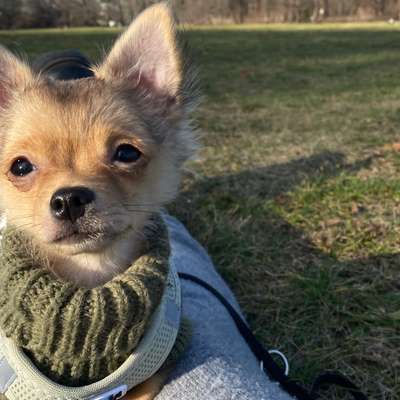 Hundetreffen-Playdate oder Socialwalk für kleinere Hunde 🐕-Bild