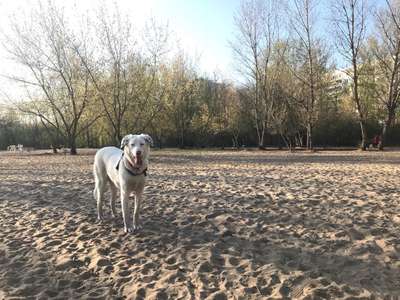 Hundeauslaufgebiet-Rummelsburg-Bild