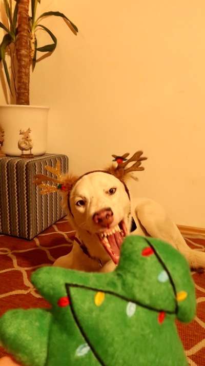 Lustige Bilder-Beitrag-Bild