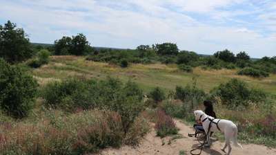 Hundeauslaufgebiet-Freizeitpark Marienfelde-Bild