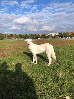 Hundeauslaufgebiet-Tempelhofer Feld Südost-Bild