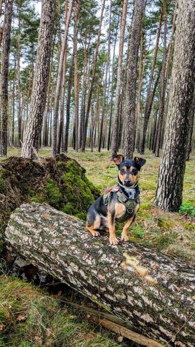 Hundetreffen-Suche Hundefreunde-Bild