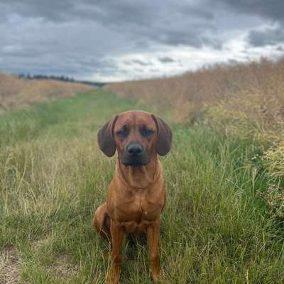 Hundetreffen-Junghunde treffen-Profilbild