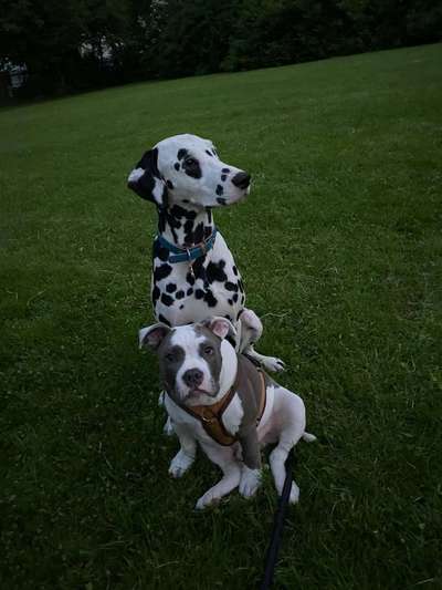 Bester Freund, Hundekumpel - zeigt her!-Beitrag-Bild