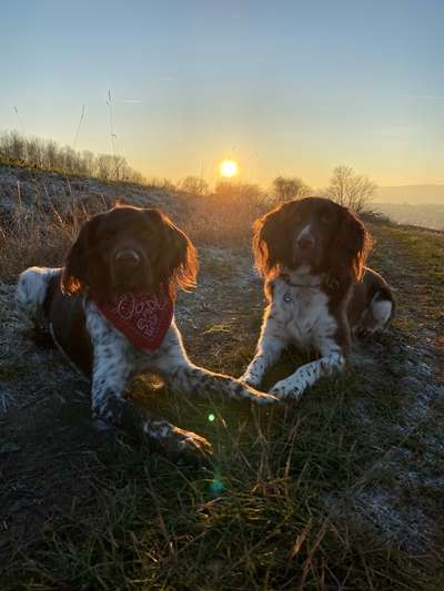 Seltene Rassen!-Beitrag-Bild