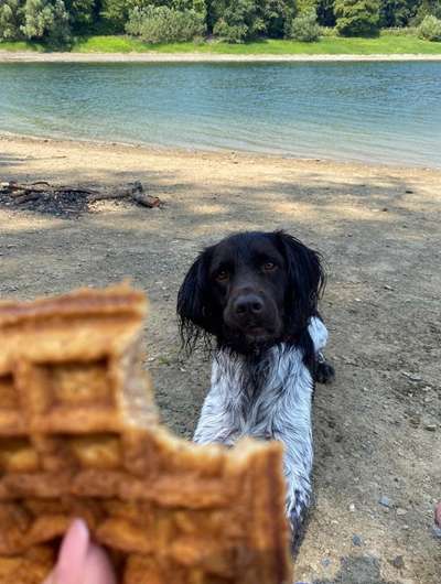 Challenge 23 : "  Euer Hund beim Frühlingserwachen "-Beitrag-Bild