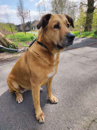 Boxer ???-Beitrag-Bild